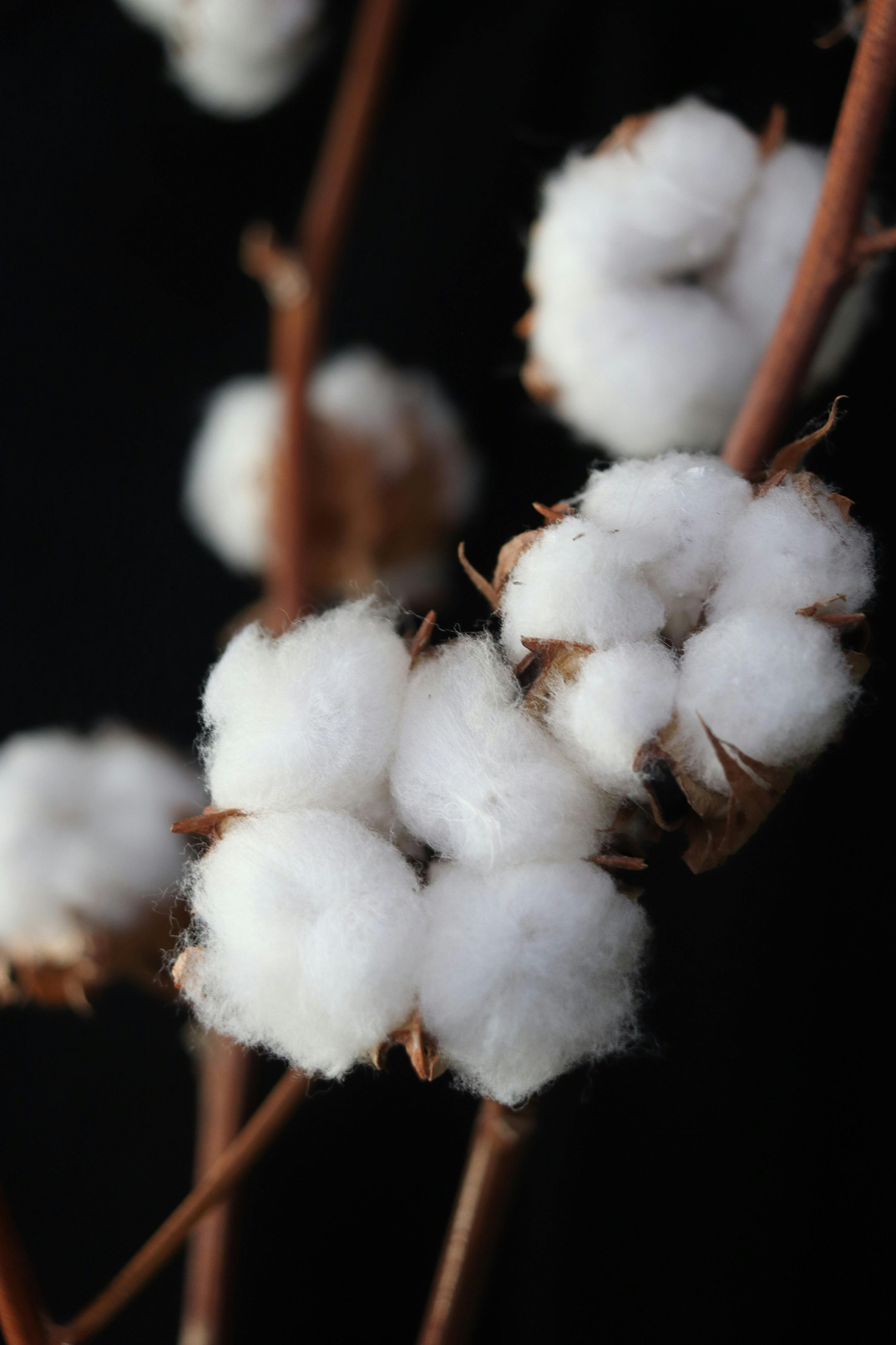 Cotton crop