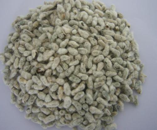 Cottonseed